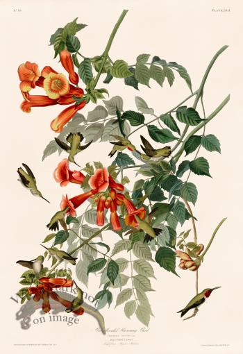 047 Ruby throated Hummingbird